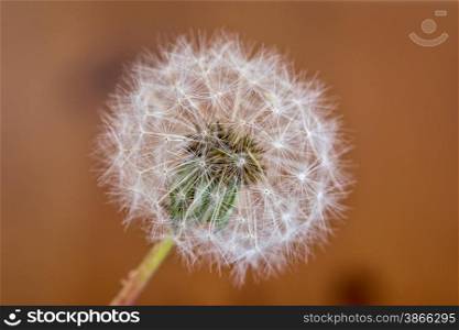 single isolated dandelion blowball