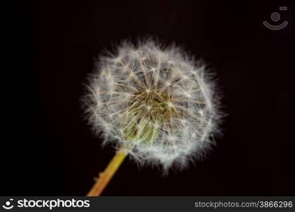single isolated dandelion blowball