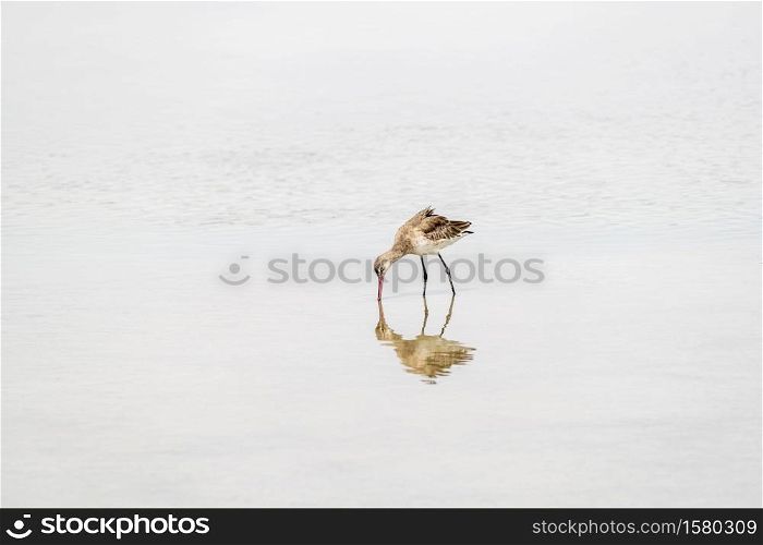 Single Isolated wetlands aquatic bird, Dubai, United Arab Emirates (UAE), Middle East. Isolated wetlands aquatic bird