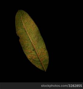 Single leaf scanned on black.