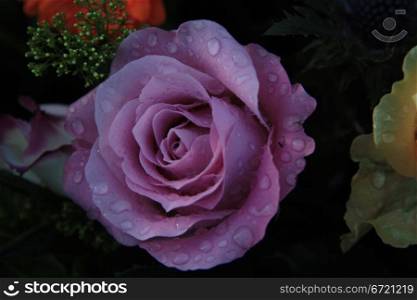 Single lilac rose with waterdrops after a rainshower