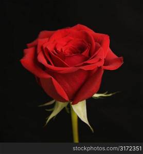Single long-stemmed red rose against black background.