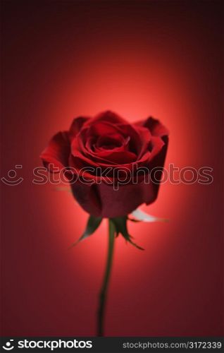 Single long-stemmed red rose against glowing red background.