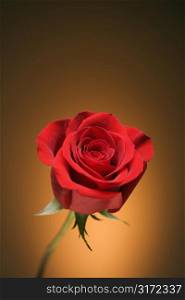 Single long-stemmed red rose against golden background.