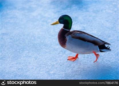 Single male mallard duck walking left on ice surface.