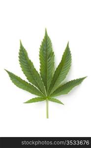 Single Marijuana leaf on white background