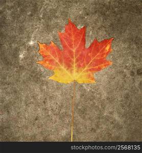 Single multicolored Maple leaf against concrete background.