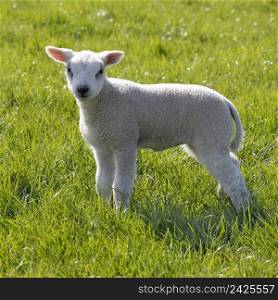 Single newborn white fluffy lamb in the meadow