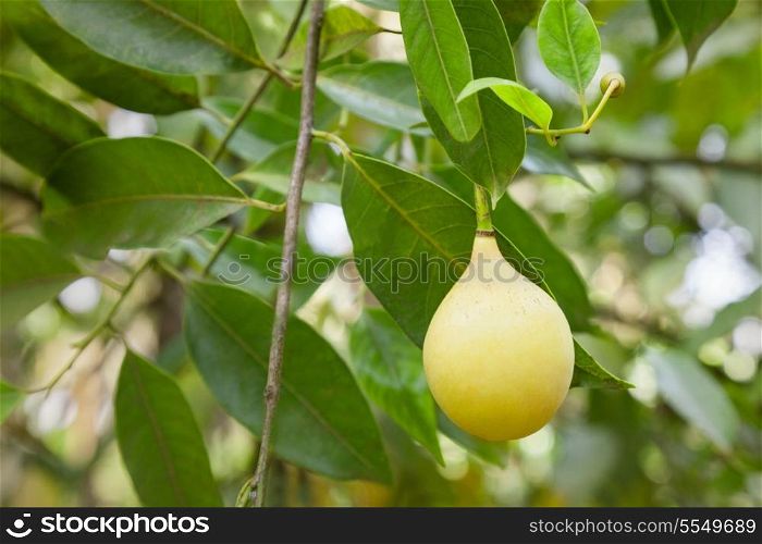 Single Nut meg on the tree, India