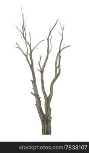 Single old and dead tree isolated on white background