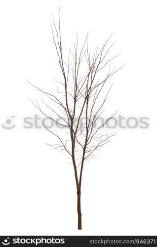 Single old and dead tree isolated on white background