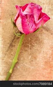 Single old rose on grunge background with copy-space