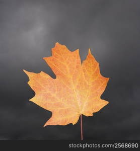 Single orange Maple leaf.