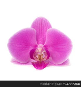 Single orchid flower isolated on white background close up