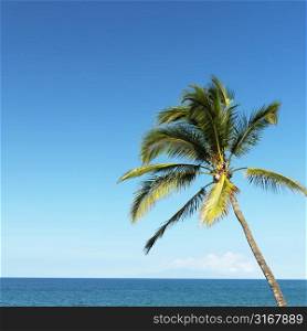 Single palm tree blowing in breeze with ocean view in Maui, Hawaii.