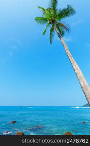 Single palm tree hang over the ocean beach