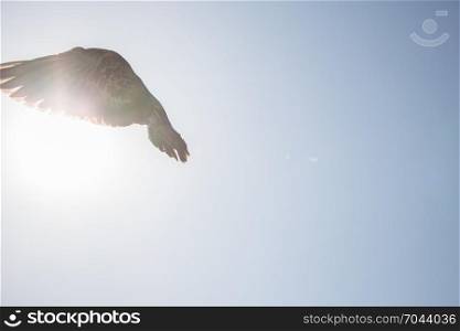 Single pigeon in the air with wings wide open