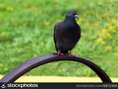 Single pigeon sitting.. Common blue-gray doves in the city. Bird, who lives next to the man. Single pigeon sitting.