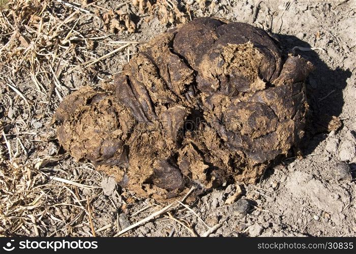 Single pile of bison scat in grass field