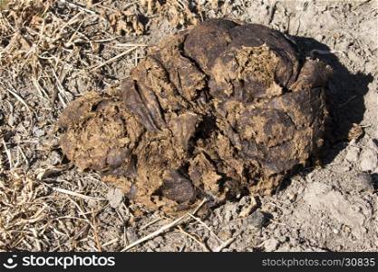 Single pile of bison scat in grass field