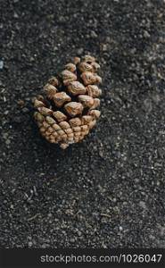 Single pine cone found on the ground
