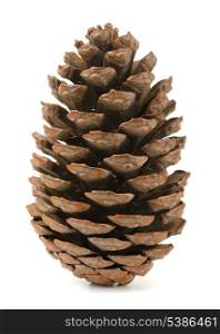 Single pine cone isolated on white