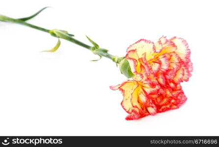 single pink and yellow carnation isolated on white