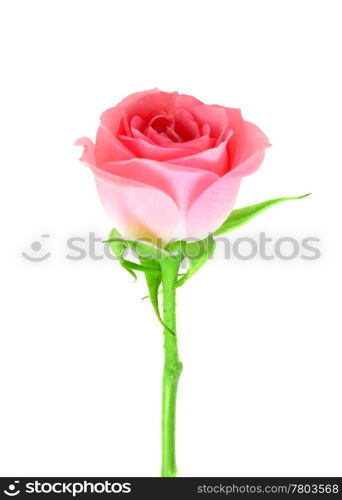 Single pink flower of rose on a green stalk. Isolated on white background. Close-up. Studio photography.