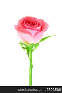 Single pink flower of rose on a green stalk. Isolated on white background. Close-up. Studio photography.