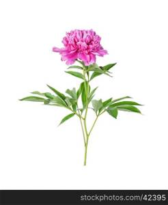 Single pink peony flower isolated on a white background