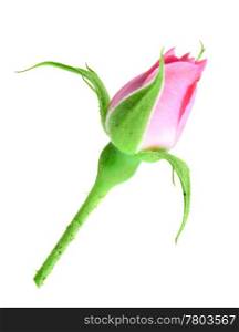 Single pink rose bud on a green stalk. Isolated on white background. Close-up. Studio photography.