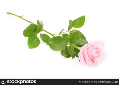 single pink rose flower, isolated on white background