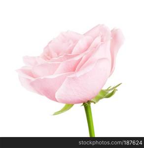 single pink rose flower, isolated on white background. Pink Rose Flower