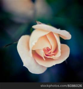 Single pink rose on a dark natural background with a shallow DOF