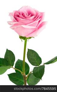 single pink rose on a white background
