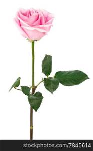 single pink rose on a white background
