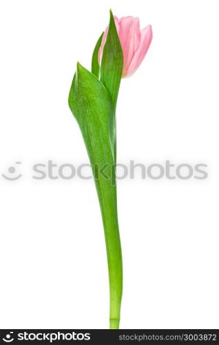 single pink tulip on a white background