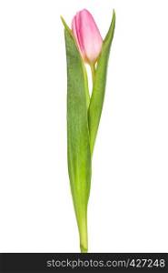 single pink tulip on a white background