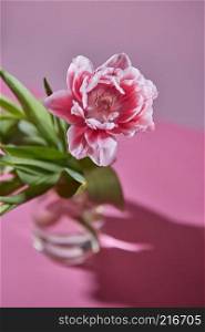 Single pink white tulip flower with green leaves in a vase reflection of the shadow on a pink background. Flowering spring background. A blossoming tulip flower in a glass vase on a pink background