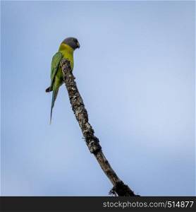 Single Plum Headed Parakeet perched on branch. Kerala, India