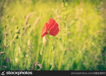 Single poppy flower on a fresh green field