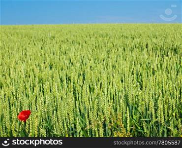 single poppy in a corn field. poppy