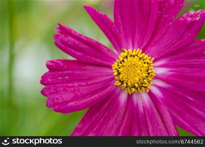 Single purple cosmos flower. Close up of a single pink cosmos flower, Cosmos bipinnatus