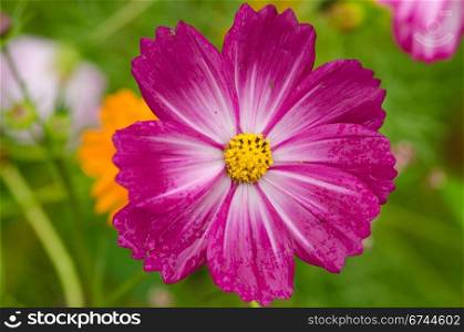 Single purple cosmos flower. Close up of a single pink cosmos flower, Cosmos bipinnatus