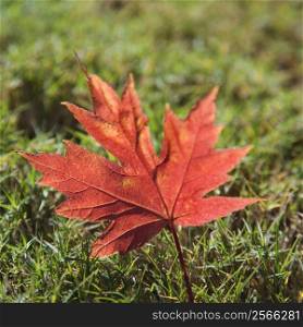 Single red autumn maple leaf laying in grass.