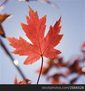 Single red autumn maple leaf with blue sky in background.
