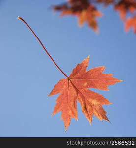 Single red autumn maple leaf with blue sky in background.