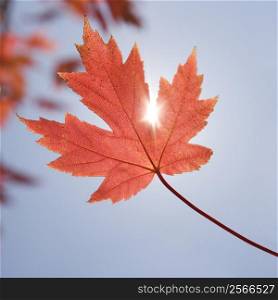 Single red autumn maple leaf with sun shinning through.