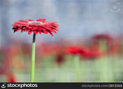 single red gerbera flower with other flowers and blue sky in background