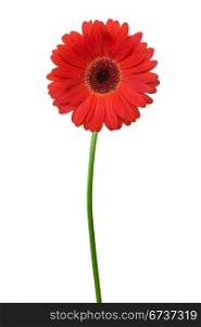single red gerbera isolated on white background